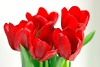 tulpes