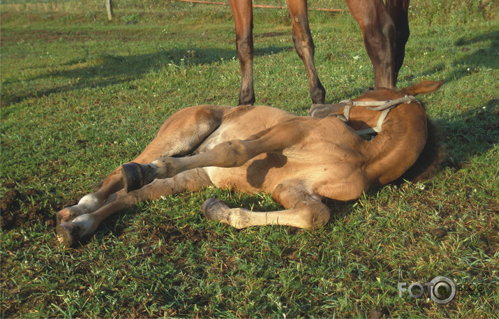Kumeļu dienas