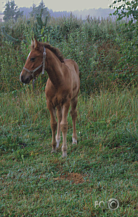 Kumeļu dienas