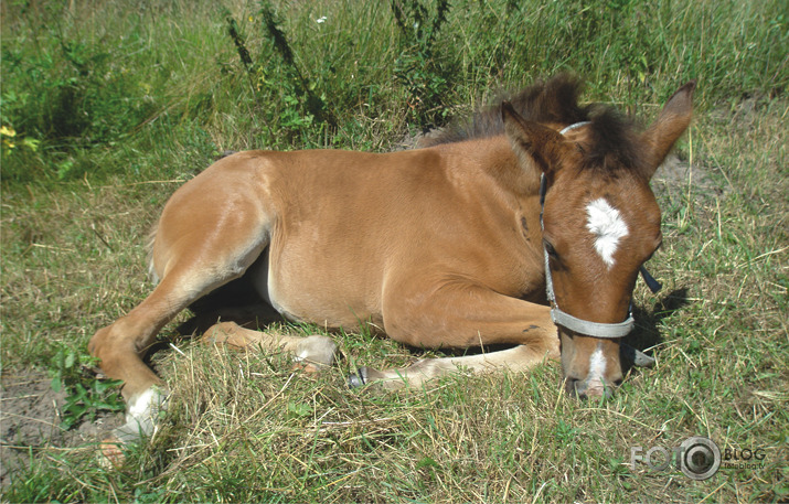 Kumeļu dienas