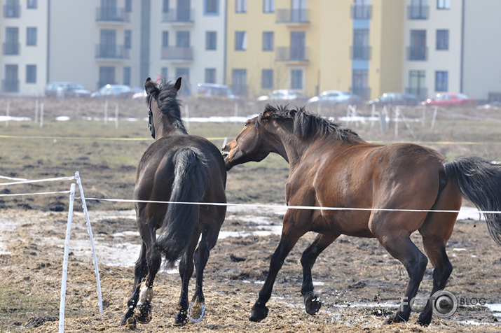 Rikšojam,auļojam,speram un kožam