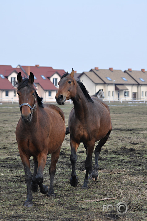 Rikšojam,auļojam,speram un kožam