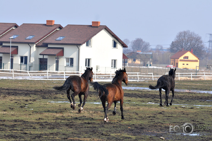 Rikšojam,auļojam,speram un kožam