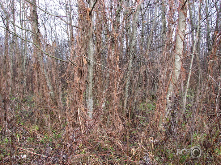 Pavasaris Latvijas džungļos