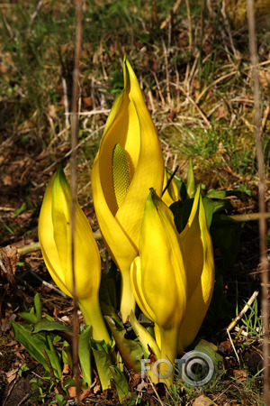 Banānbrūtes