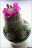 man kaktuss zied! 