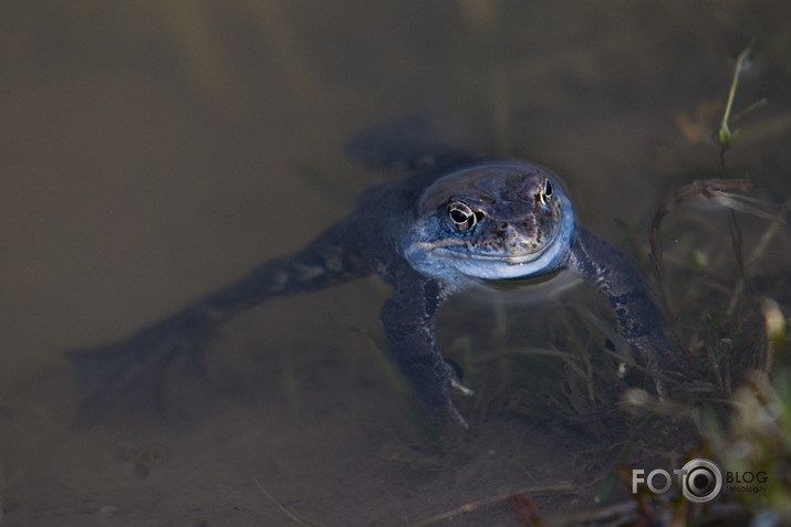 Purva vardes tēviņš (Rana arvalis)