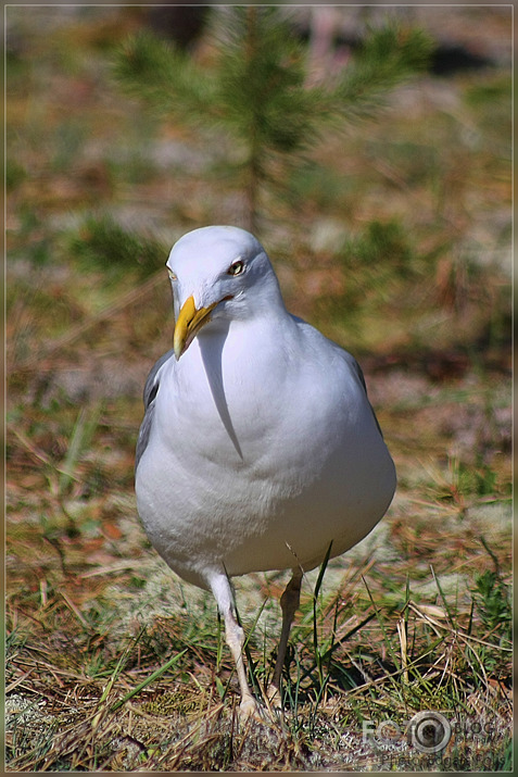 Kaija/Seagull