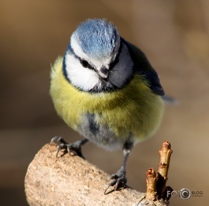 Man ir zila ķiverīte!