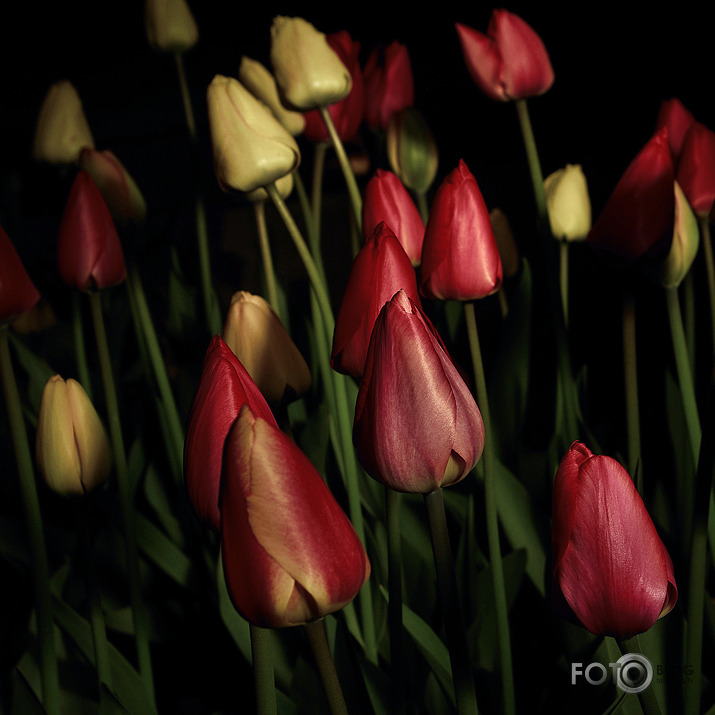 Tulips