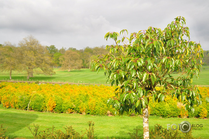 <- Longleat parks ->