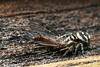 Salticus scenicus