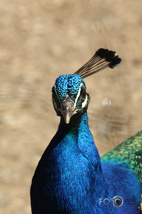 Black Isle zoo