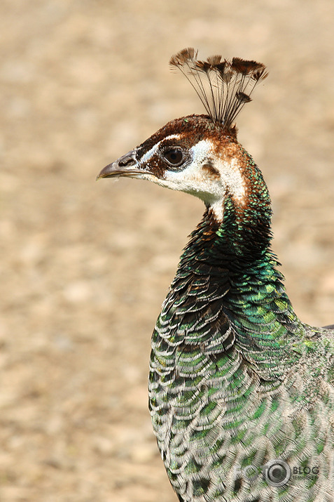 Black Isle zoo