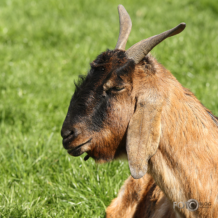 Black Isle zoo