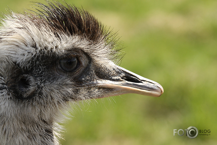 Black Isle zoo