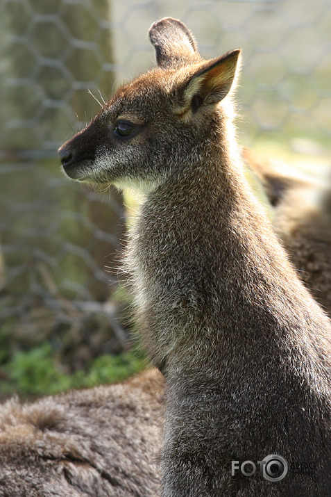 Black Isle zoo