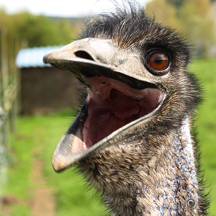 Black Isle zoo