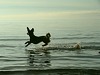 flying dog