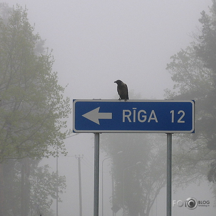 rīts kad neatveras pienenes