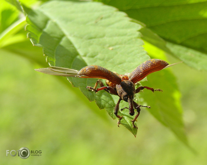 ... es neesmu izdomāts... :)