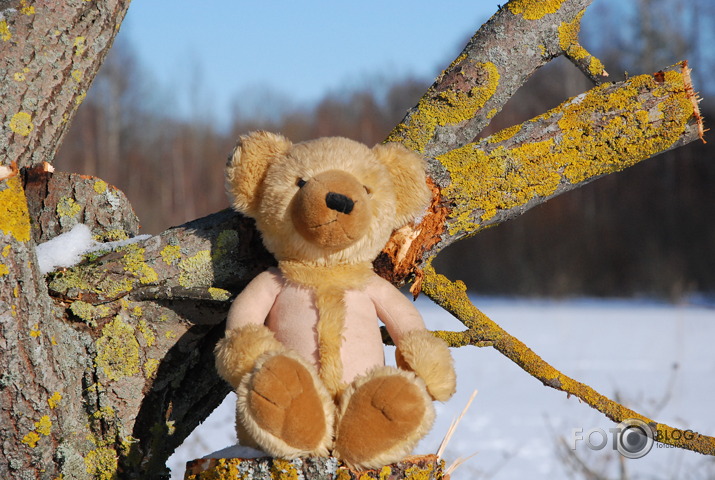 Tedy bear