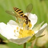 Ziedmuša (Syrphidae)