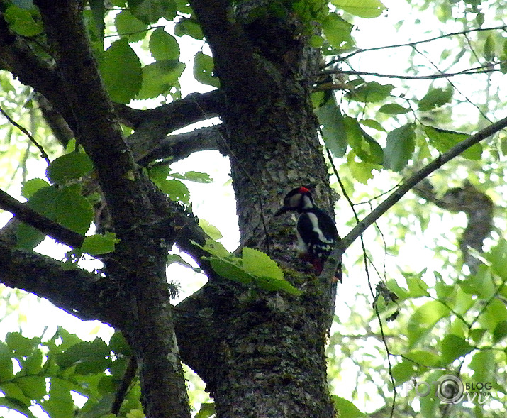 Gauja pie Siguldas