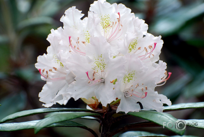 Rododendri zied (daudzi jau nozēdējuši) LU audzētavā "Babīte"