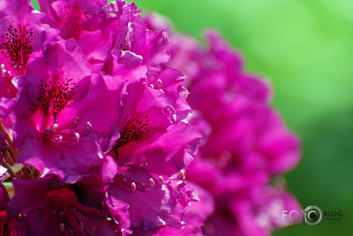 Rododendri zied (daudzi jau nozēdējuši) LU audzētavā "Babīte"