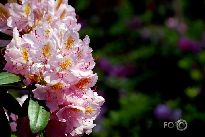 Rododendri zied (daudzi jau nozēdējuši) LU audzētavā "Babīte"