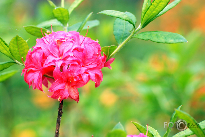 Rododendri zied (daudzi jau nozēdējuši) LU audzētavā "Babīte"