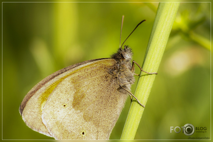 Parastais samtenis - Aphantopus hyperanthus