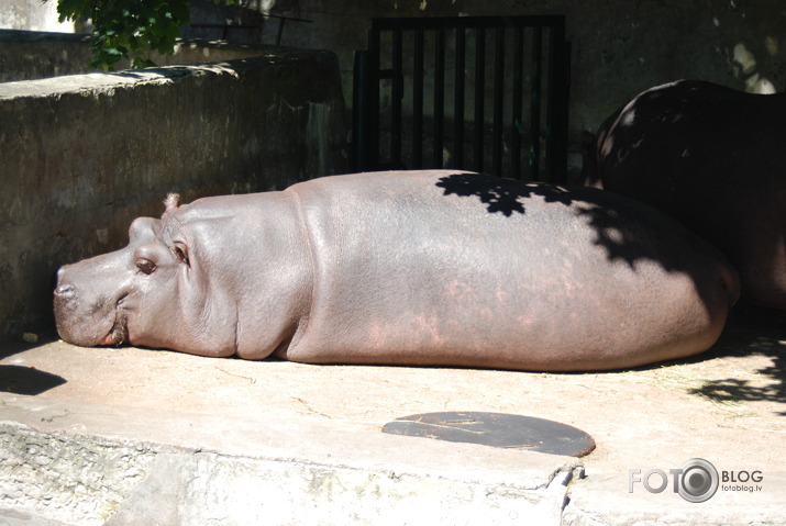 ZOO