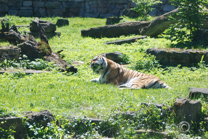 ZOO