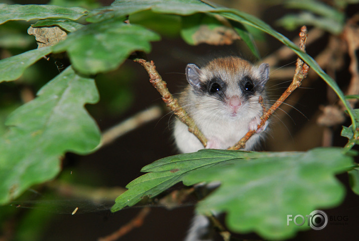 Meža susuris (Dryomys nitedula)