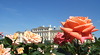 Rundāles Roze.
