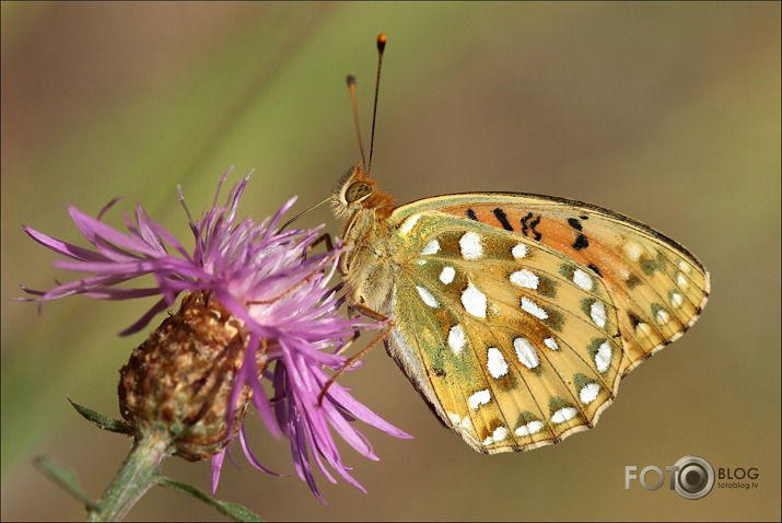 perlamutra raibenis