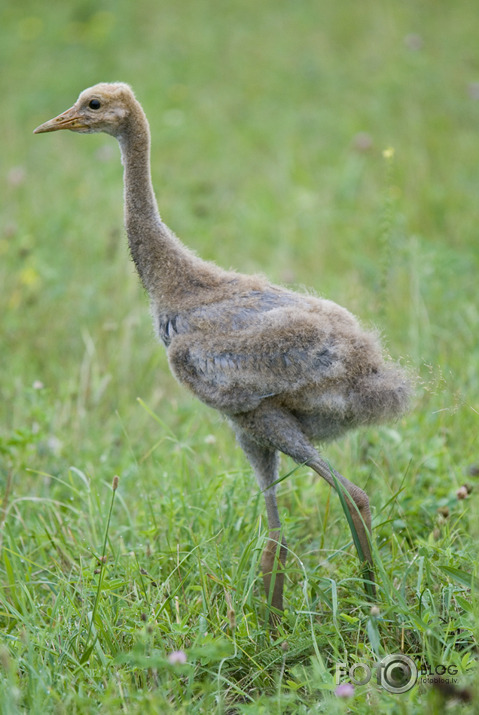 Grus grus mazulis (dzērve)