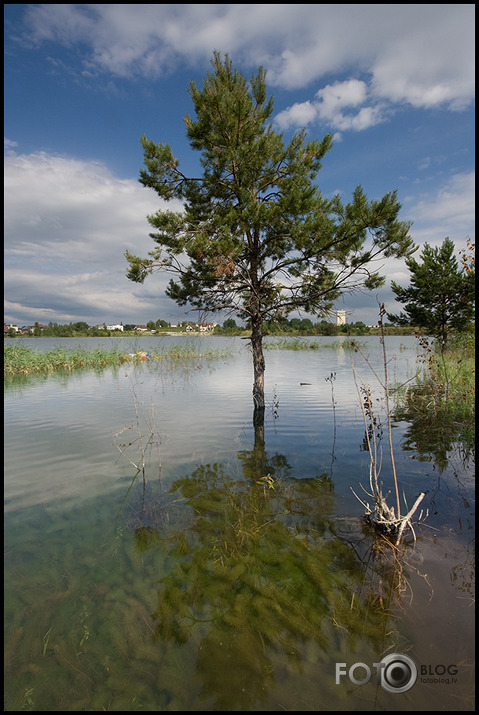 Saurieši