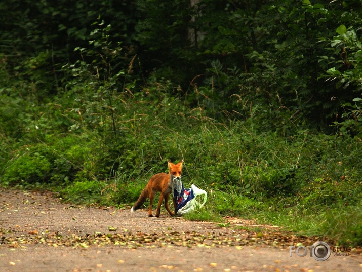 kā lapsa zivju iebarojamo nozaga