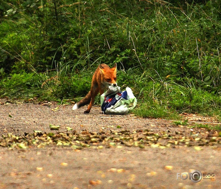 kā lapsa zivju iebarojamo nozaga