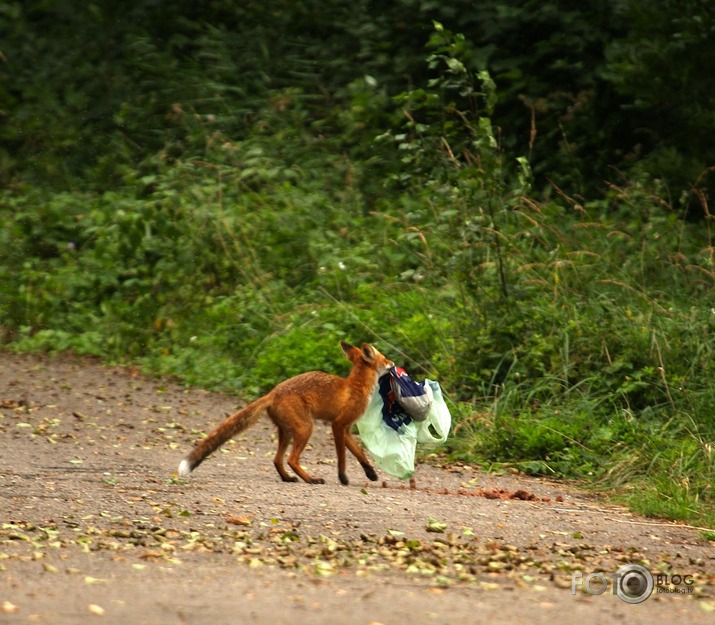 kā lapsa zivju iebarojamo nozaga