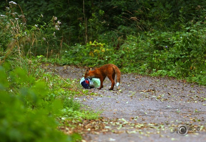 kā lapsa zivju iebarojamo nozaga