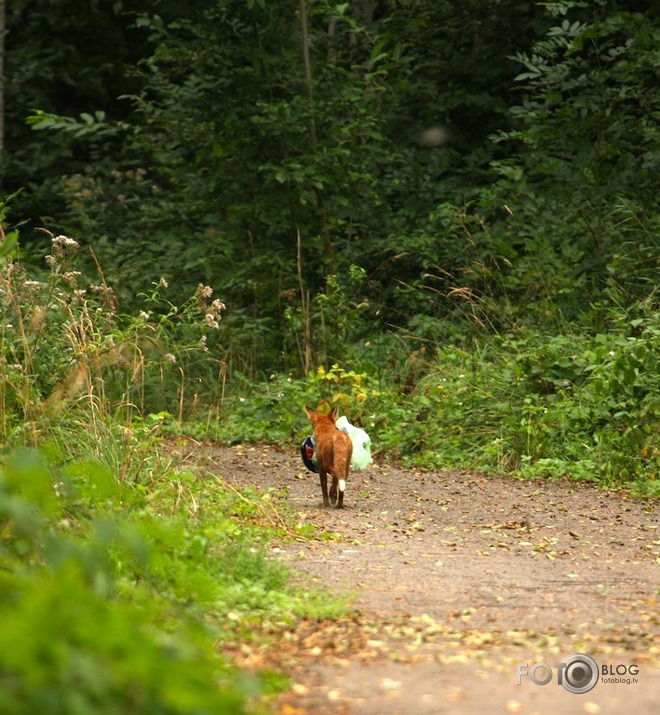 kā lapsa zivju iebarojamo nozaga