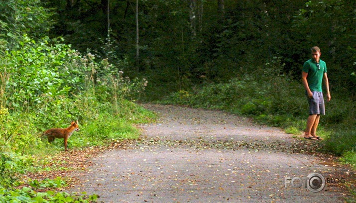 kā lapsa zivju iebarojamo nozaga