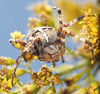 It kā Araneus diadematus