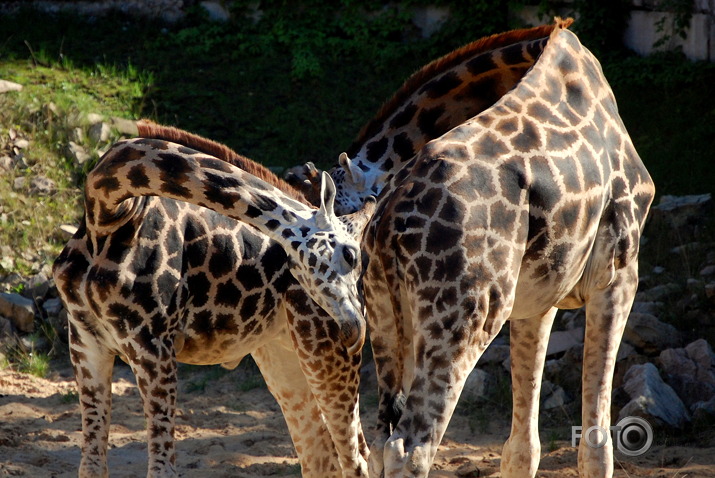 Mūsu pašu ZOO