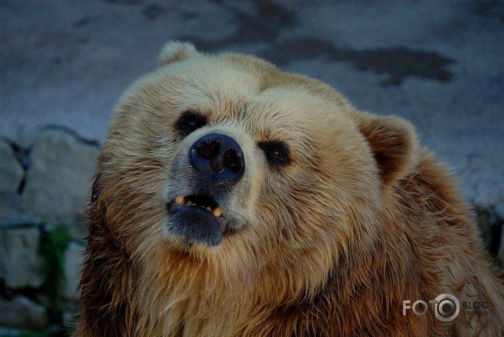 Mūsu pašu ZOO