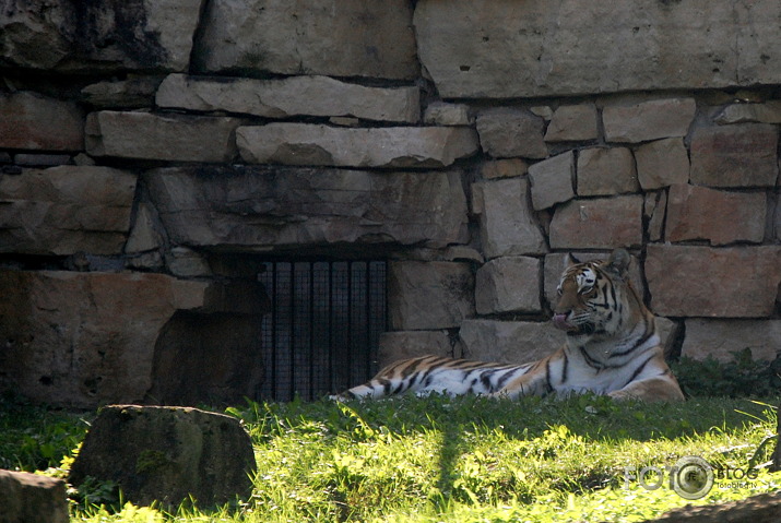 Mūsu pašu ZOO